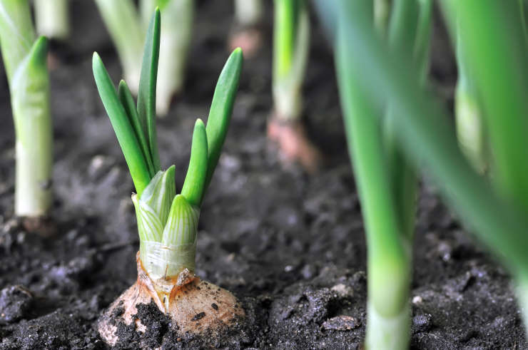how to grow onions from seed, bulb