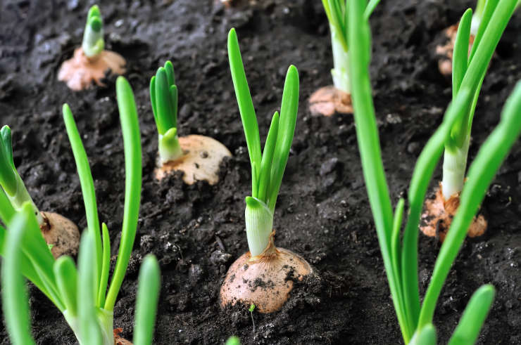 how to grow onions from seed, morning