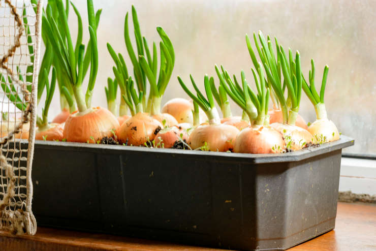 how to grow onions from seed, indoor