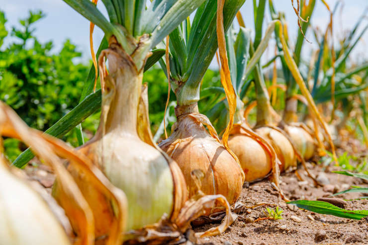 how to grow onions from seed, outdoor