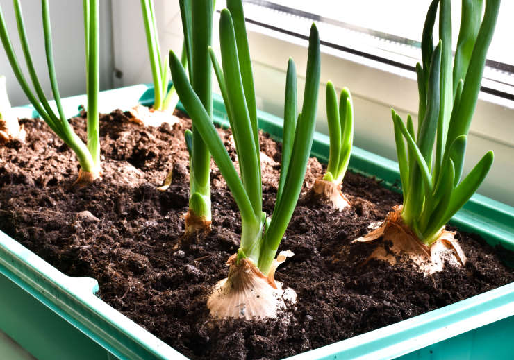 how to grow onions from seed, relaxed