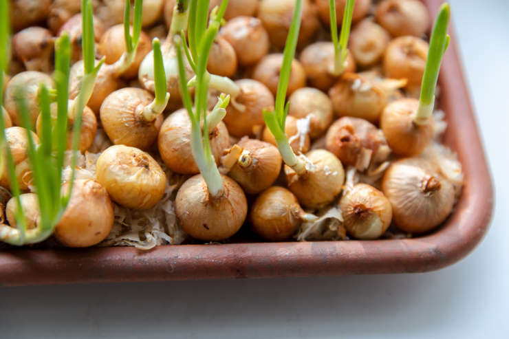 how to grow onions from seed, babies