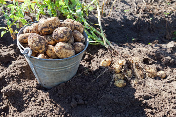 how to grow potatoes from seed, bucket