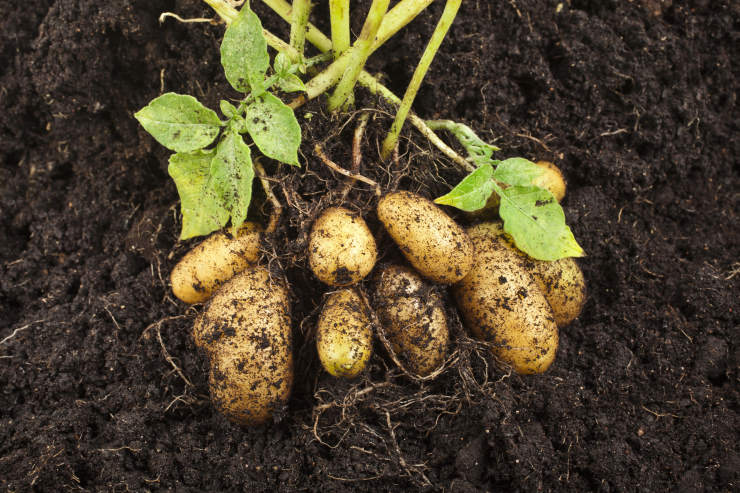 how to grow potatoes from seed, dirty
