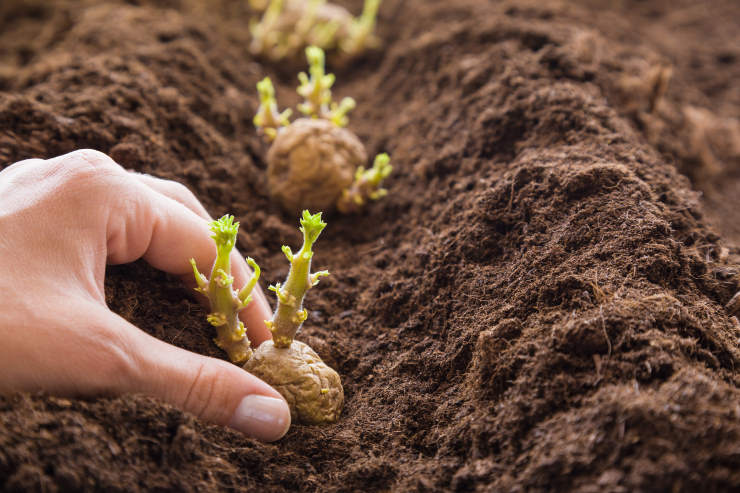 how to grow potatoes from seed, rebirth