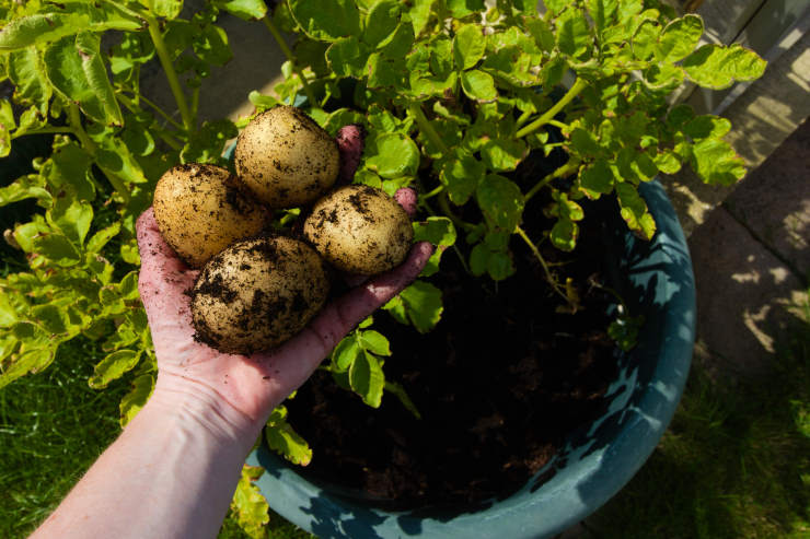 how to grow potatoes from seed, cycle