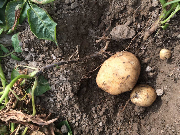 how to grow potatoes from seed, abondoned
