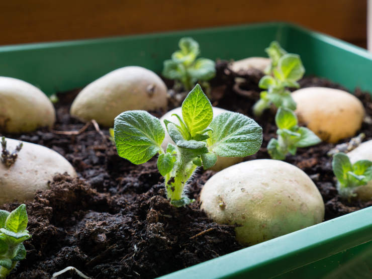 how to grow potatoes from seed, mew