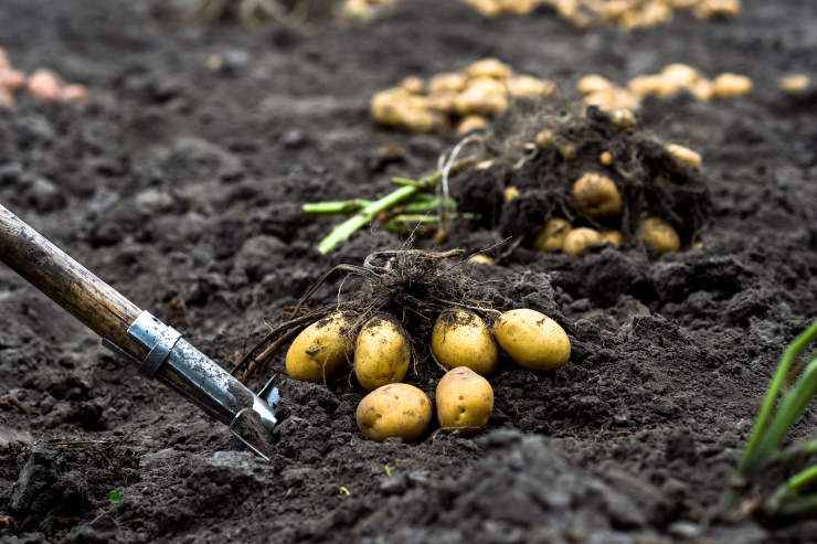 how to grow potatoes from seed, pack