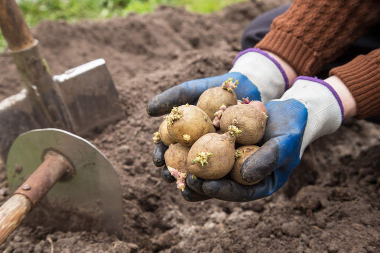 how to grow potatoes from seed, handful