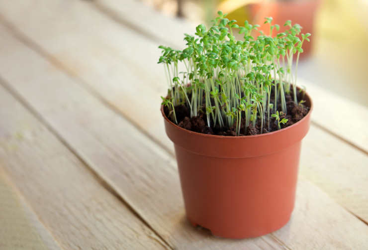 how to grow watercress from seed, pot
