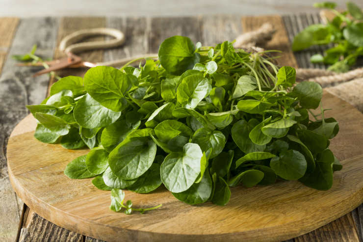 how to grow watercress from seed, simple