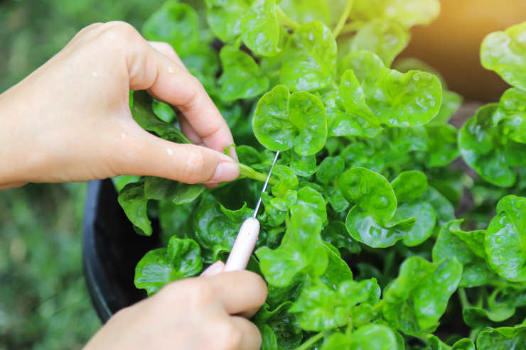 how to grow watercress from seed, care