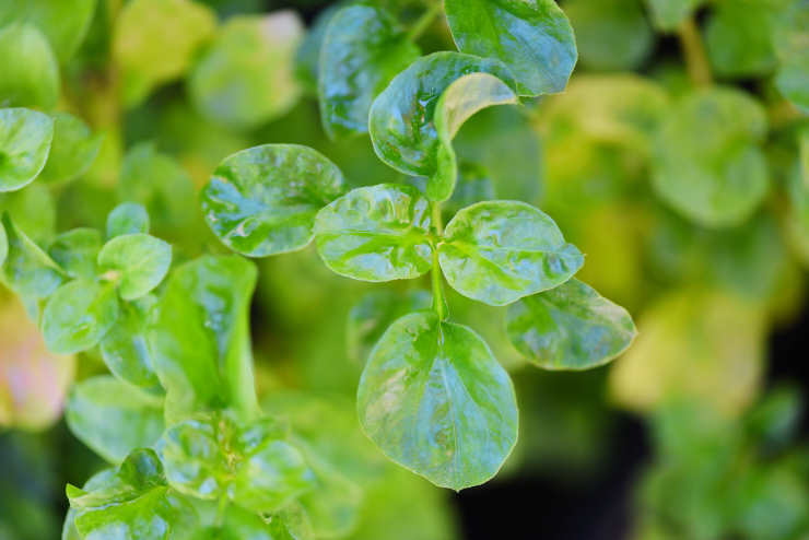 how to grow watercress from seed, closeup