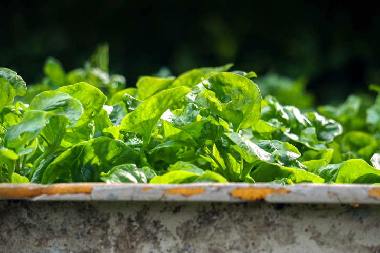 how to grow watercress from seed, sunshine