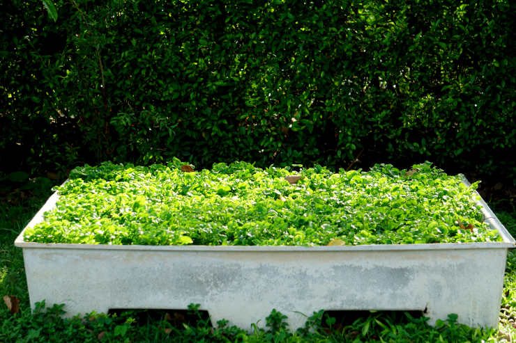 how to grow watercress from seed, lush