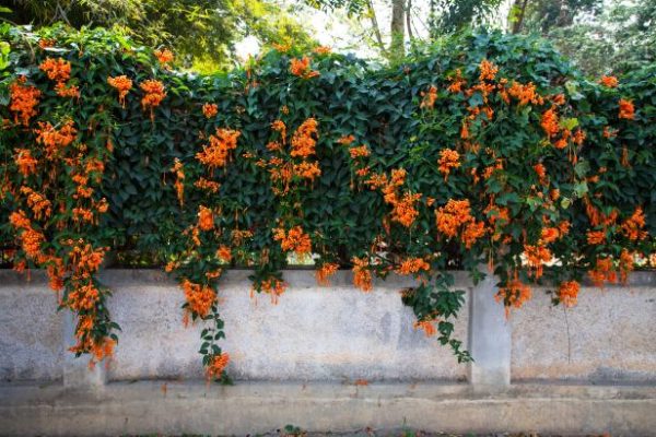 The Best Flowering Vines to Grow in Texas - PlantNative.org