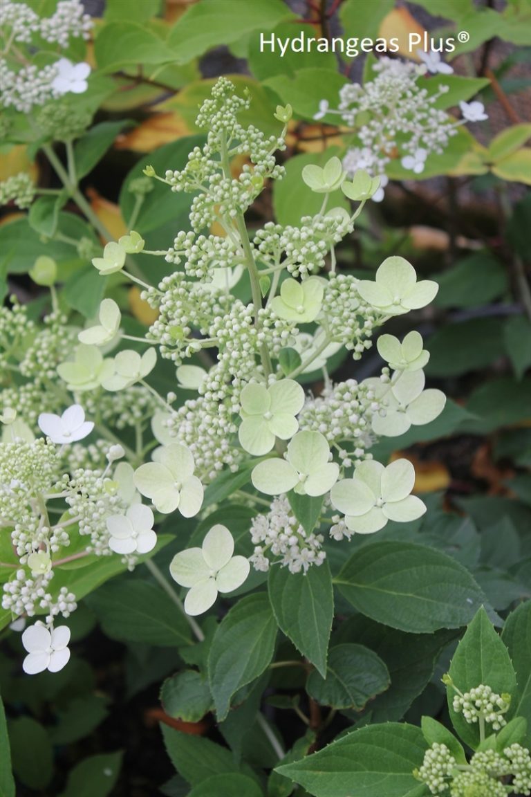 New England Native Flowering Shrubs for Your Yard
