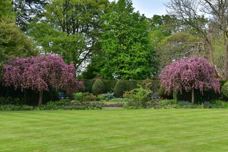 lawn mowing, trees