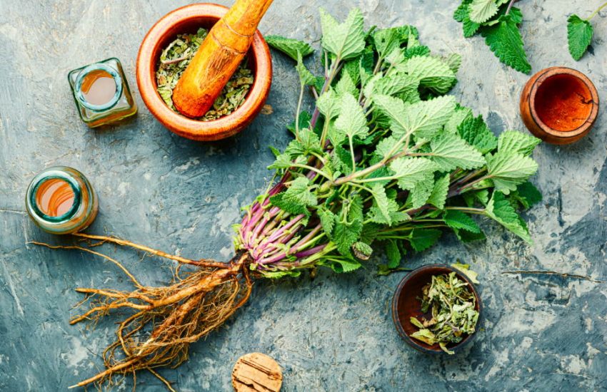 lemon balm, root