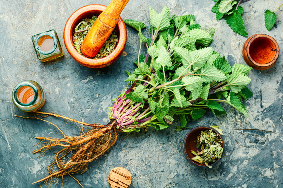 Lemon Balm (Melissa Officinalis): How to Grow & Care