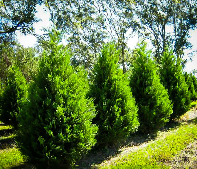 Best Evergreen Trees to Grow in New Jersey