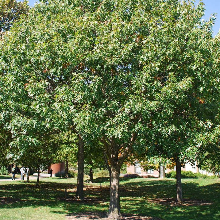 The Best Oak Trees to Grow in Alabama