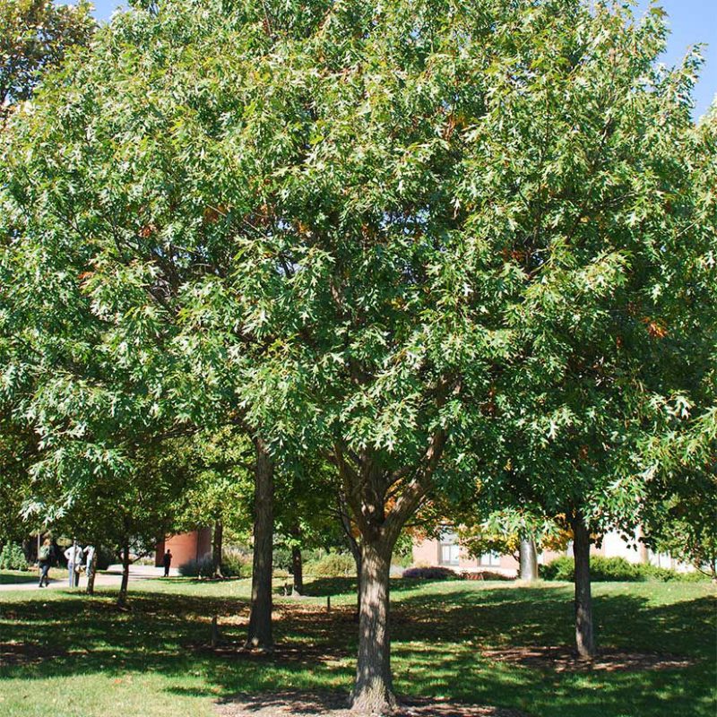 The Best Oak Trees to Grow in Alabama