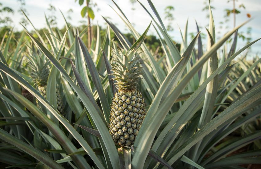 Pineapple farming