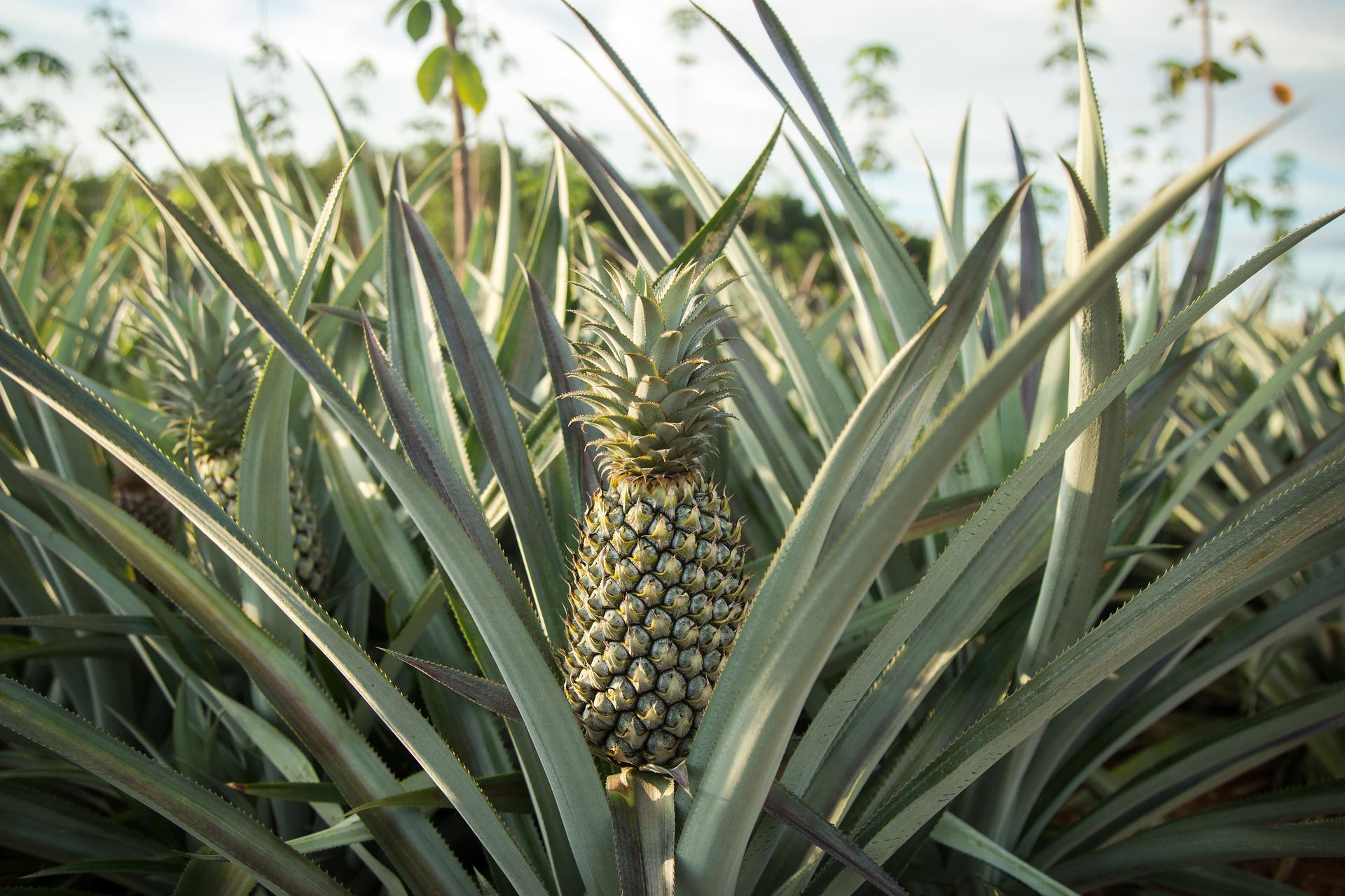 Pineapple Farming: A Complete Guide