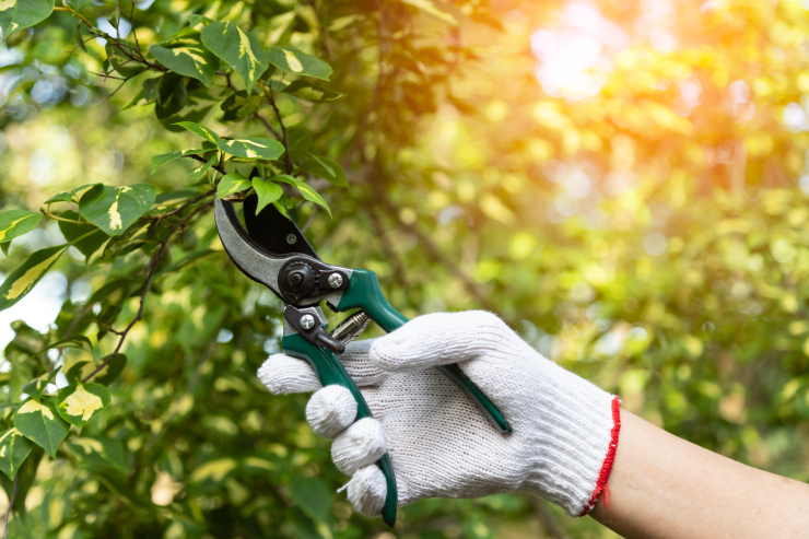 garden tools, pruning shears