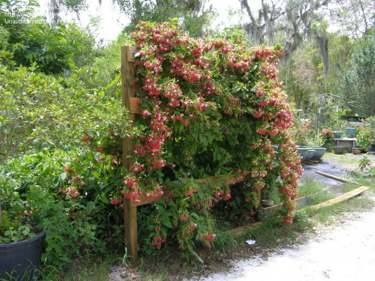 The Best Flowering Vines to Grow in Texas