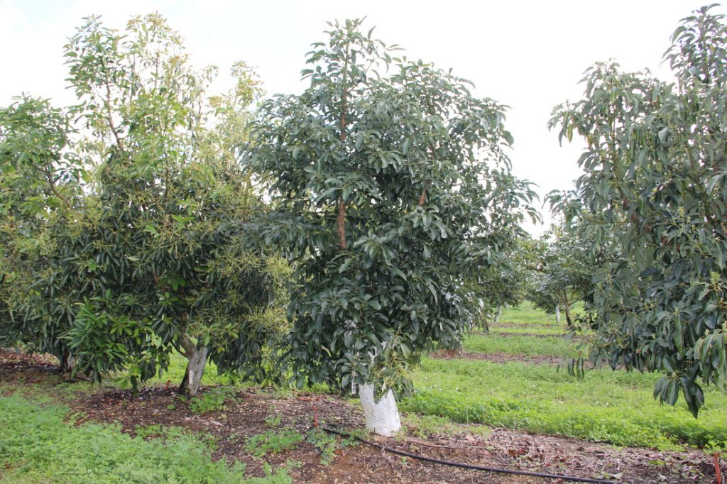 Fast Growing Trees to Plant in Northern California