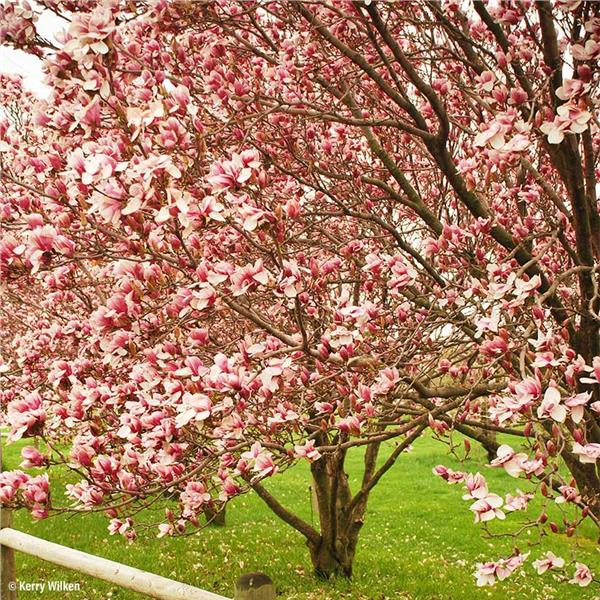 The Best Magnolia Trees To Grow In Virginia