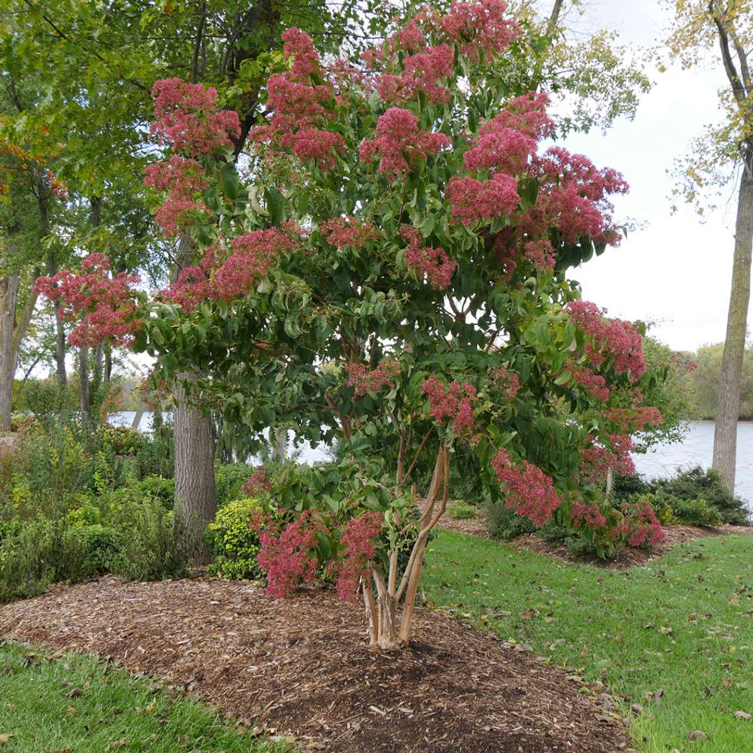 Our Favorite Ornamental Trees to Grow in Illinois