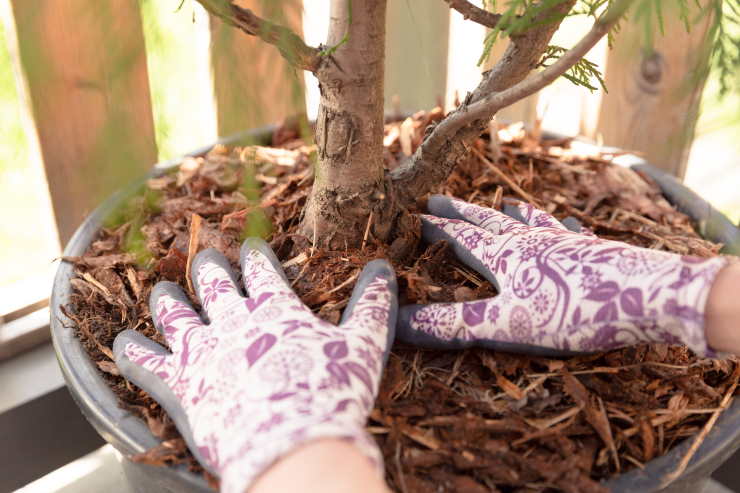 mulch, gloves