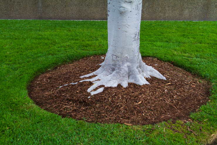 mulch, tree