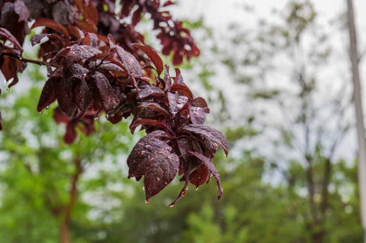 purple leaf plum, rain