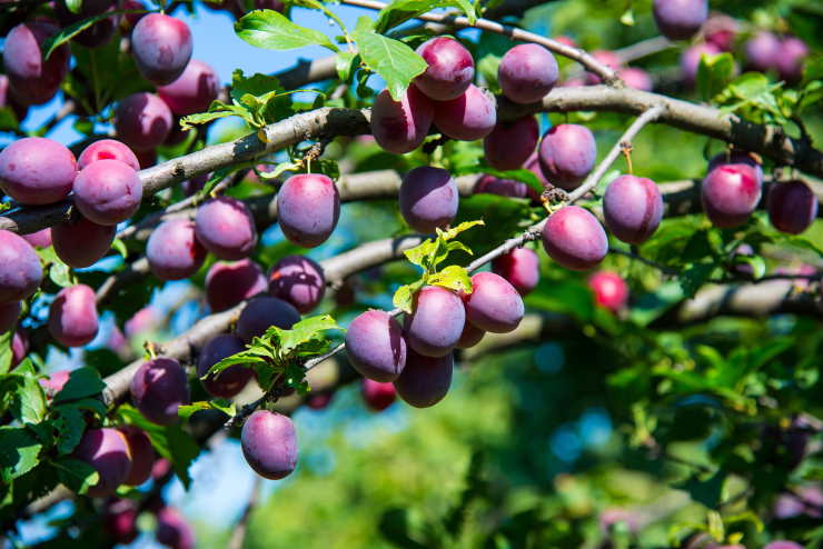 purple leaf plum, zoom