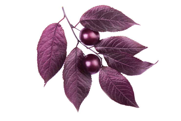 purple leaf plum, leaf