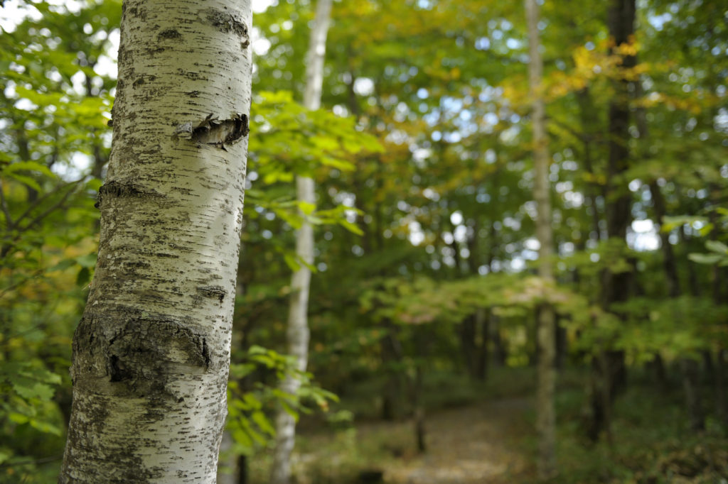 The Best Birch Trees to Grow in Georgia