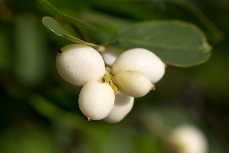 Snowberry Bush, plant