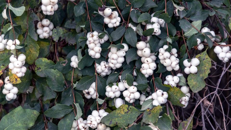 Snowberry Bush, white