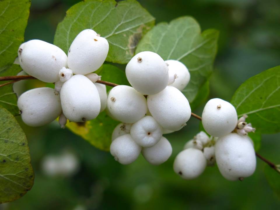 Snowberry Bush, zoom