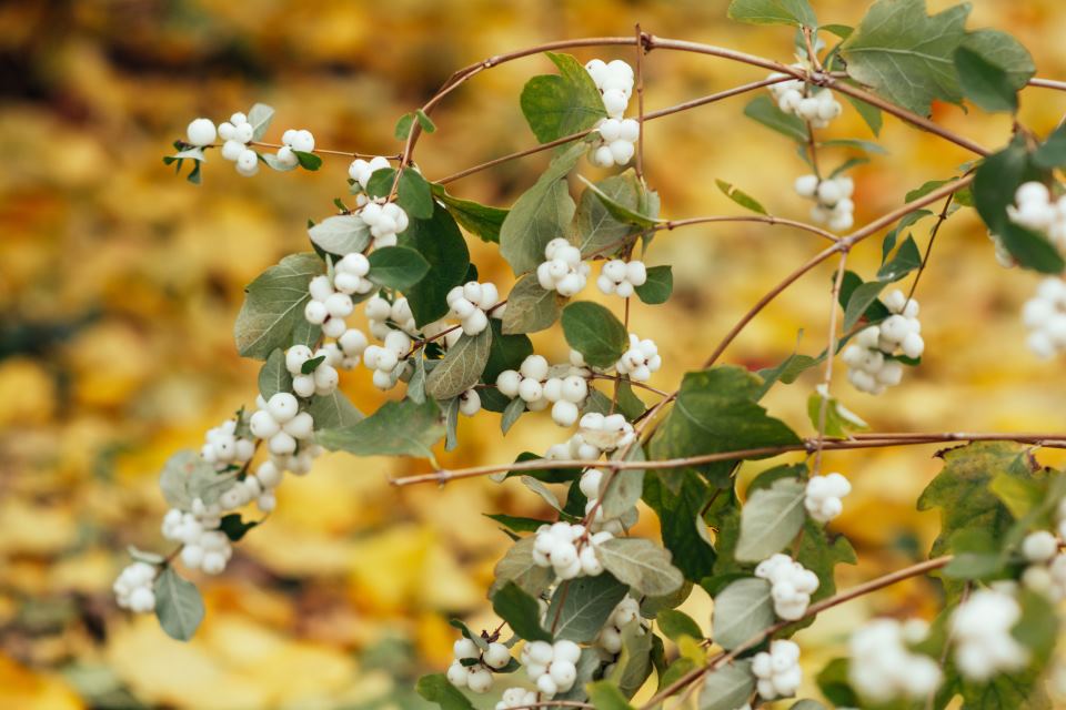 Snowberry Bush, yellow