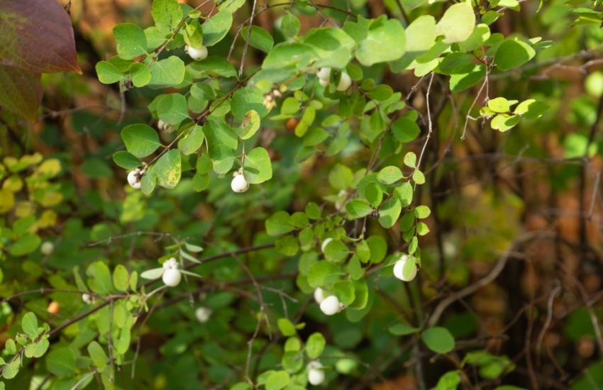 Snowberry Bush, close