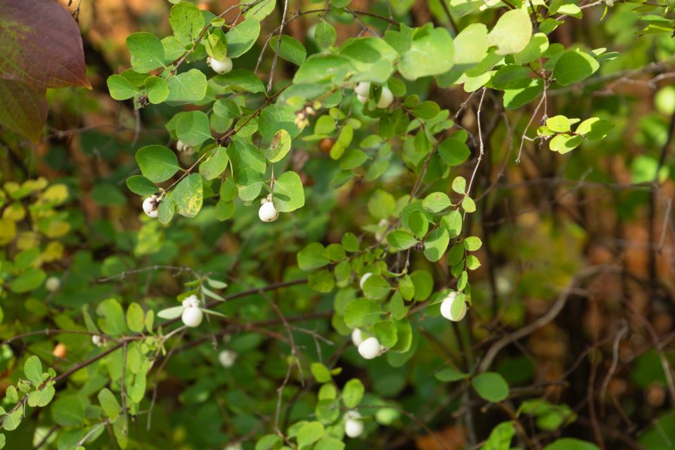 Snowberry Bush, close