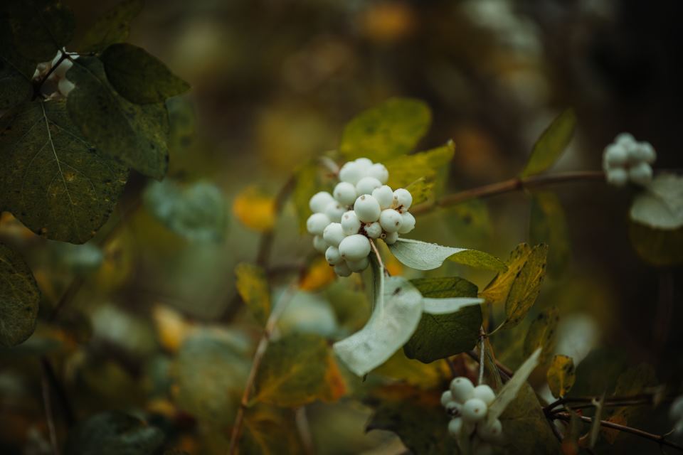 Snowberry Bush, dark