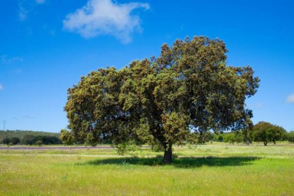 The Best Texas Native Plants for Landscaping - PlantNative.org