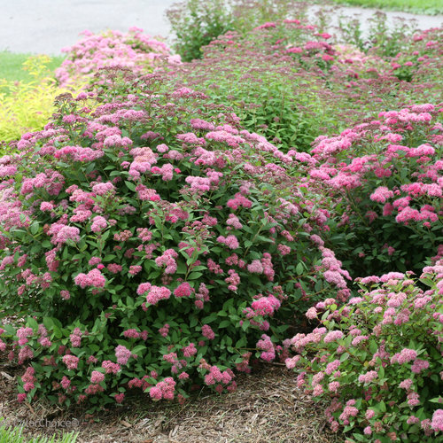 North Carolina Native Flowering Shrubs for Your Garden - PlantNative.org